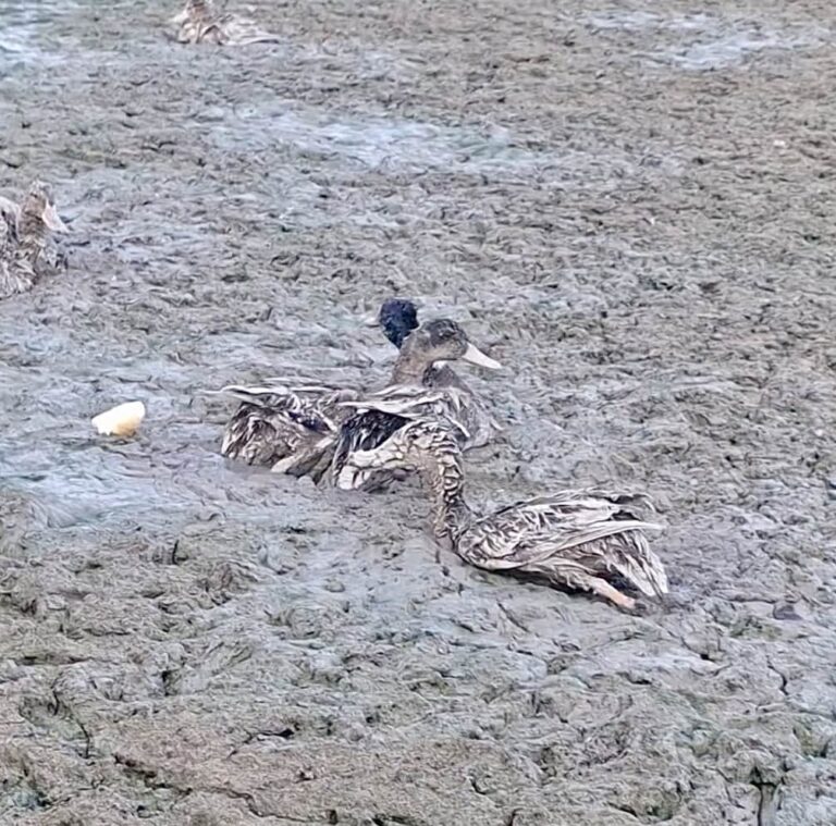 Bahno uvěznilo kachny. Špatná péče o krajinu může uvěznit i nás.